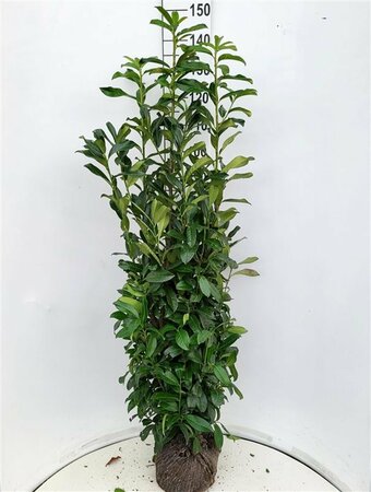 Prunus laur. Genolia - afbeelding 5