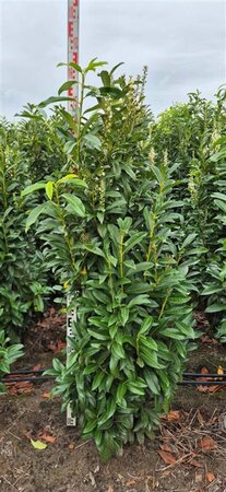 Prunus laur. Genolia - afbeelding 14
