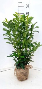Prunus laur. Genolia - afbeelding 7