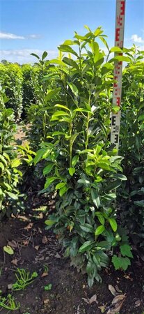 Prunus laur. Genolia - afbeelding 2