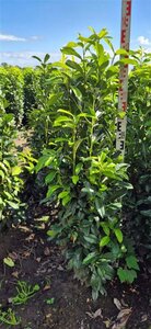 Prunus laur. Genolia - afbeelding 2