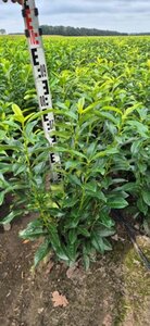 Prunus laur. Genolia - afbeelding 6