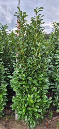 Prunus laur. Genolia - afbeelding 3