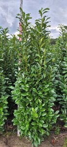 Prunus laur. Genolia - afbeelding 3