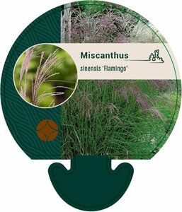 Miscanthus sinensis 'Flamingo'