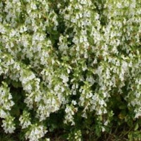 Teucrium chamaedrys 'Album' P9 - afbeelding 2