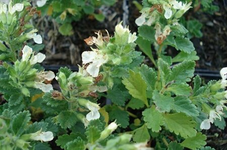 Teucrium chamaedrys 'Album' P9 - afbeelding 3