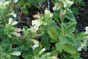 Teucrium chamaedrys 'Album' P9 - afbeelding 3