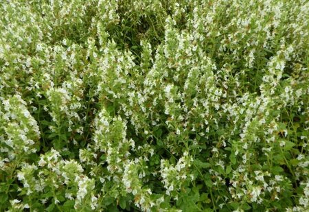 Teucrium chamaedrys 'Album' P9 - afbeelding 4