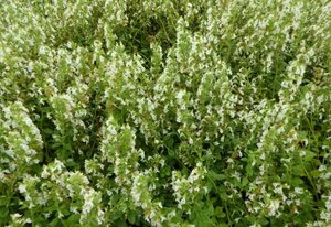 Teucrium chamaedrys 'Album' P9 - afbeelding 4