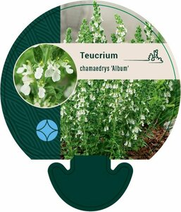 Teucrium chamaedrys 'Album' P9 - afbeelding 1
