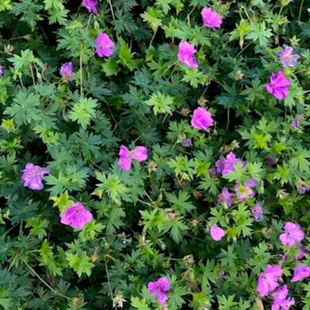 Geranium 'Blushing Turtle' P9 - afbeelding 2