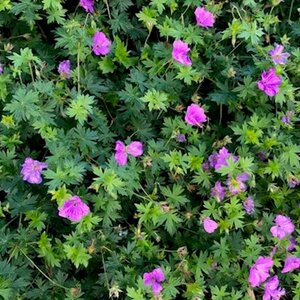 Geranium 'Blushing Turtle' P9