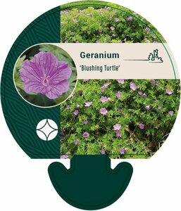 Geranium 'Blushing Turtle' P9 - afbeelding 1