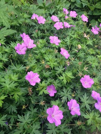 Geranium 'Blushing Turtle' P9 - afbeelding 3