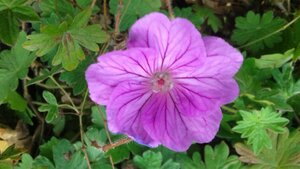 Geranium 'Blushing Turtle' P9 - afbeelding 6