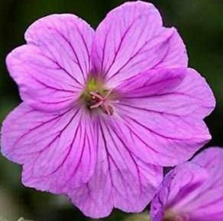 Geranium 'Blushing Turtle' P9 - afbeelding 4