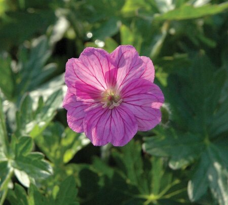 Geranium 'Blushing Turtle' P9 - afbeelding 5