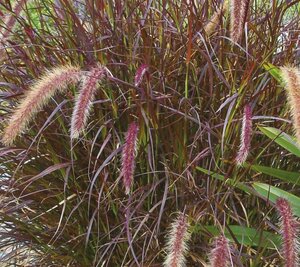 Pennisetum advena 'Rubrum' C2