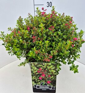 Escallonia 'Red Dream'
