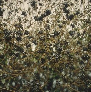 Ligustrum vulgare