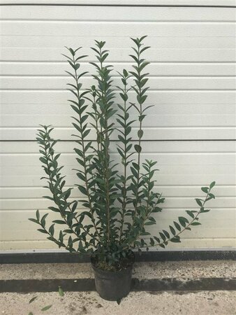 Ligustrum vulgare - afbeelding 2