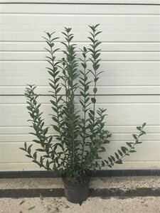 Ligustrum vulgare - afbeelding 2