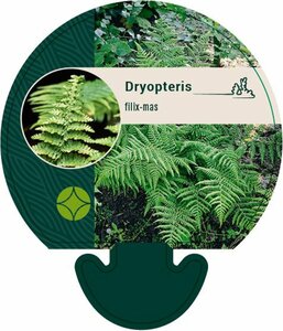 Dryopteris filix-mas - afbeelding 5