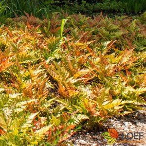 Dryopteris filix-mas