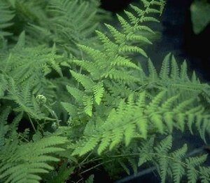 Dryopteris filix-mas - afbeelding 2