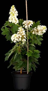 Hydrangea querc. 'Munchkin'