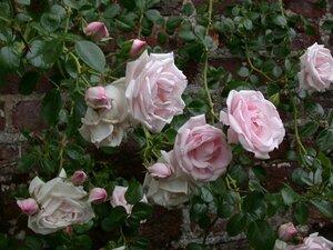 Rosa (K) 'New Dawn'