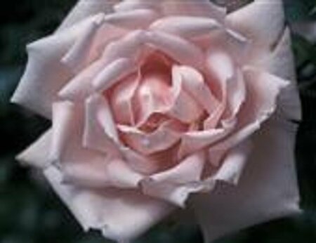 Rosa (K) 'New Dawn' - afbeelding 2