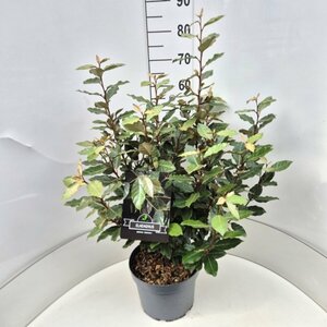 Elaeagnus ebbingei 'Compacta' ST. 80 C. Lei - afbeelding 9