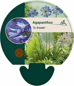 Agapanthus 'Dr Brouwer'