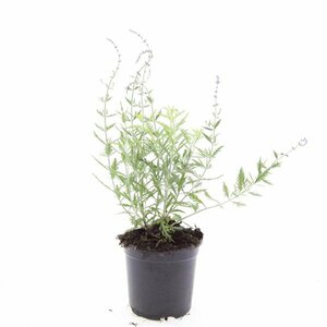 Perovskia 'Blue Spire' C2 - afbeelding 4