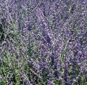 Perovskia 'Blue Spire' C2