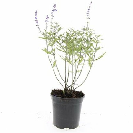 Perovskia 'Blue Spire' C2 - afbeelding 3