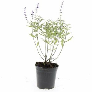 Perovskia 'Blue Spire' C2 - afbeelding 3