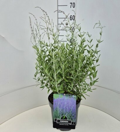 Perovskia 'Blue Spire' C2 - afbeelding 6