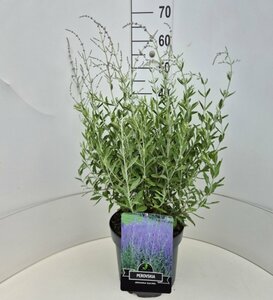 Perovskia 'Blue Spire' C2 - afbeelding 6