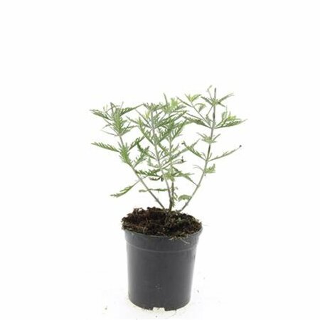 Perovskia 'Blue Spire' C2 - afbeelding 10