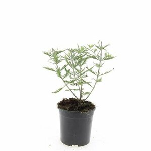 Perovskia 'Blue Spire' C2 - afbeelding 10