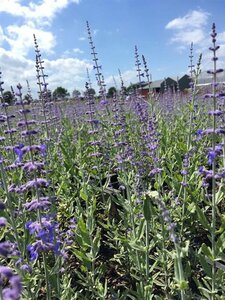 Perovskia 'Blue Spire' C2 - afbeelding 8