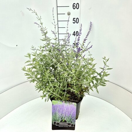 Perovskia 'Blue Spire' C2 - afbeelding 7
