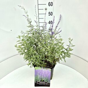 Perovskia 'Blue Spire' C2 - afbeelding 7