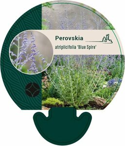 Perovskia 'Blue Spire' C2 - afbeelding 9
