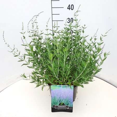 Perovskia 'Blue Spire' C2 - afbeelding 5