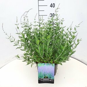 Perovskia 'Blue Spire' C2 - afbeelding 5