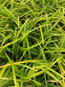 Carex morrowii 'Irish Green' C1.5 - afbeelding 2